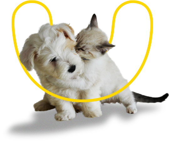 Find it at your veterinary clinic/ pharmacy/ pet store